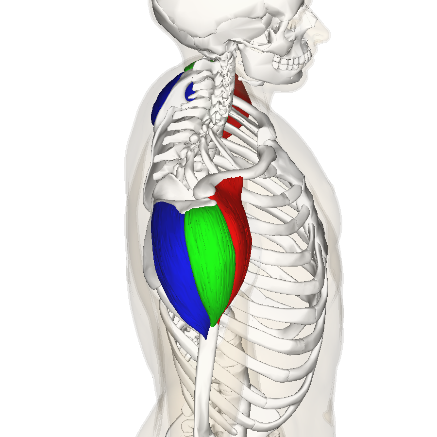 Best Shoulder Exercise for Deltoids