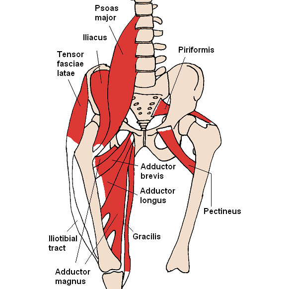 Hip-Flexors